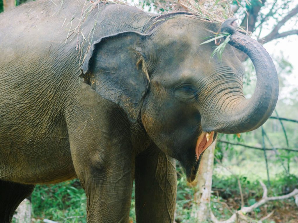 Safari Lagoi Eco Farm - Elephant