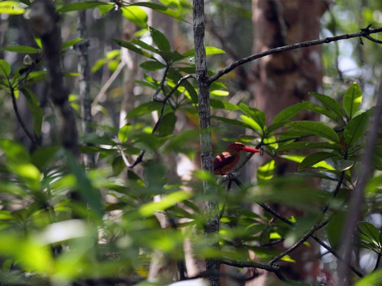 Bird at Bintan Mangrove