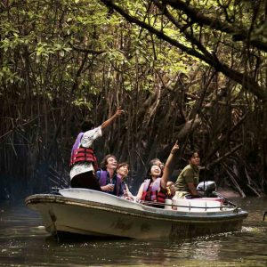 Bintan Mangrove Tour