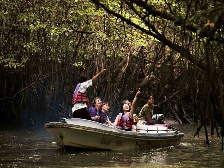 Bintan Mangrove Tour