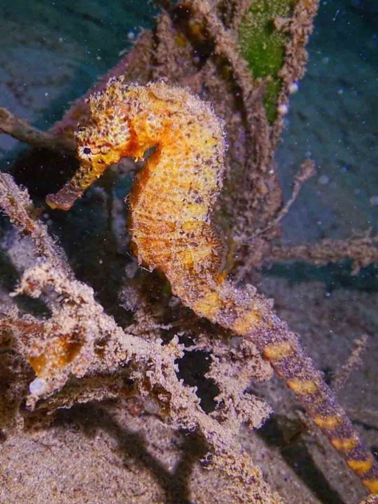 Bintan Black Coral