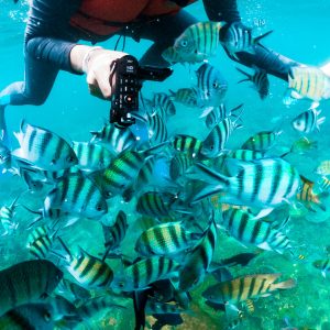 Snorkeling Activity in Lagoi Bay Bintan