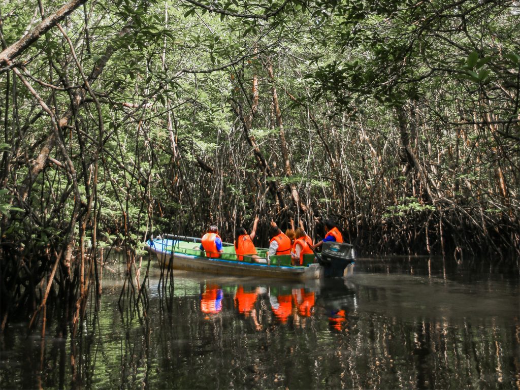 Bintan Mangrove