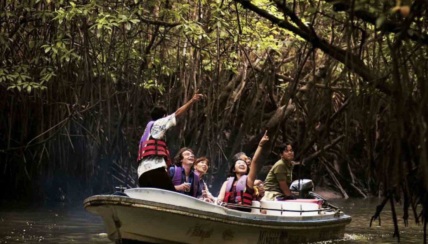 Bintan Mangrove Tour